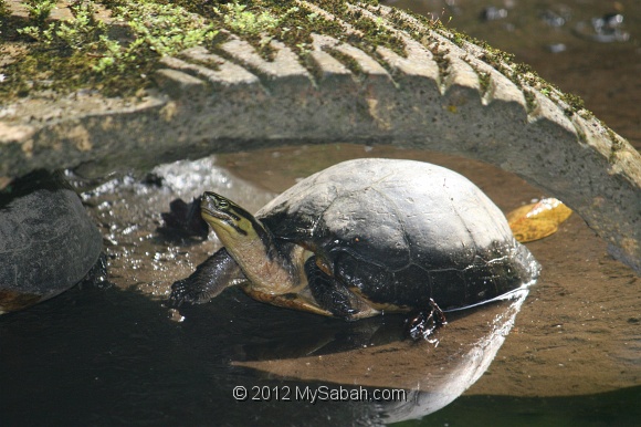 poring-e10_1548.jpg