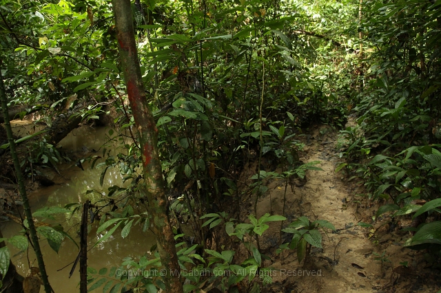 sepilok-mangrove-c_8907.jpg