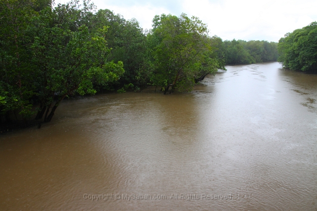 sepilok-mangrove-img_8996.jpg