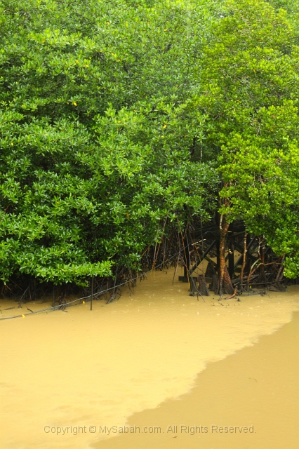 sepilok-mangrove-img_9006.jpg