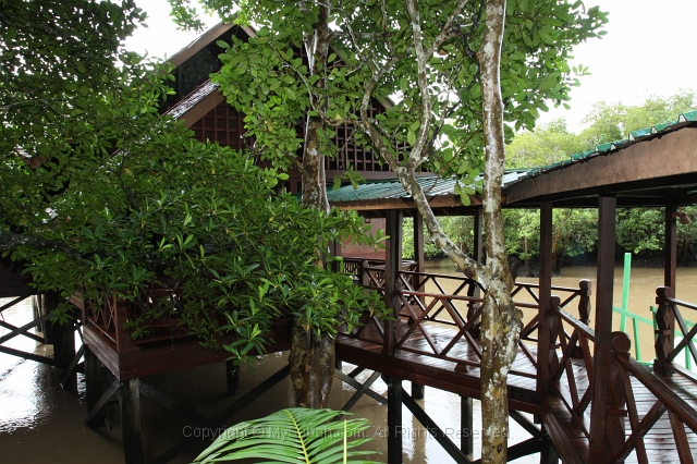 sepilok-mangrove-img_9084.jpg