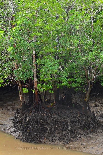 sepilok-mangrove-img_9237.jpg