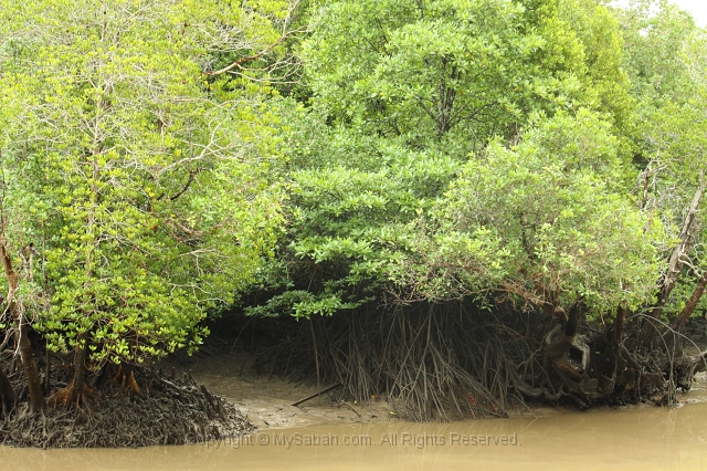 sepilok-mangrove-img_9260.jpg