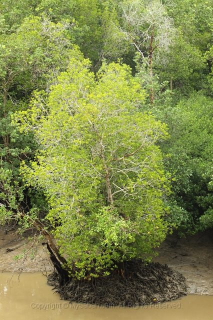 sepilok-mangrove-img_9266.jpg