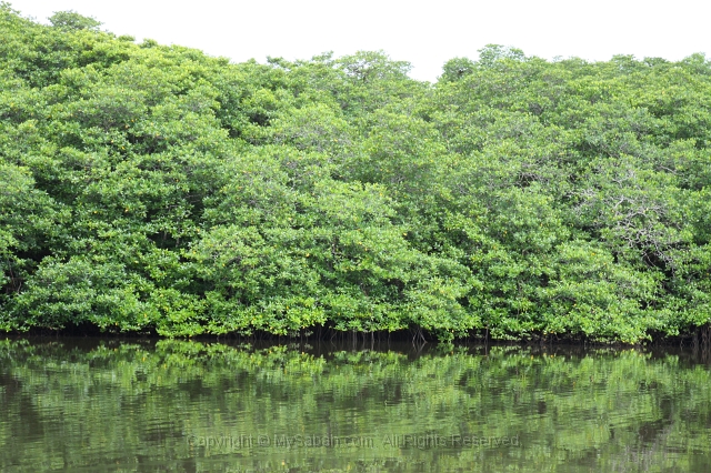 sepilok-mangrove-o_9408.jpg
