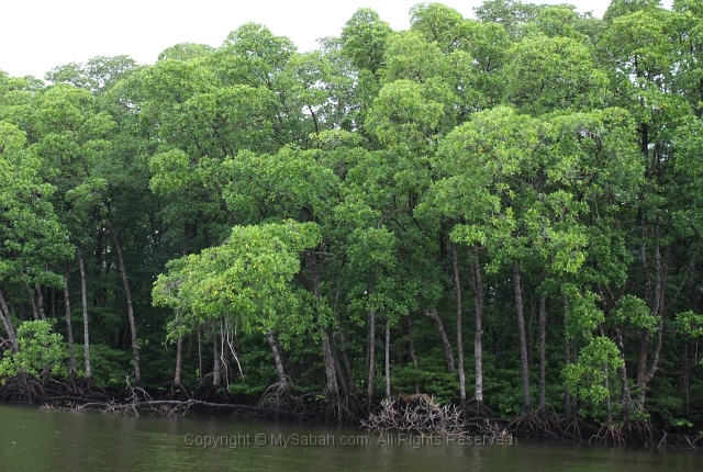 sepilok-mangrove-o_9429.jpg