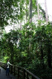 sepilok-mangrove-c_8897
