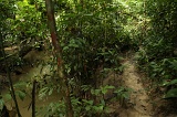 sepilok-mangrove-c_8907