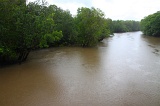sepilok-mangrove-img_8996