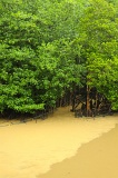 sepilok-mangrove-img_9006