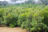 sepilok-mangrove-img_9046