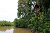 sepilok-mangrove-img_9075