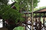 sepilok-mangrove-img_9084