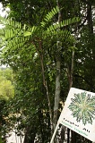 sepilok-mangrove-img_9090
