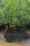 sepilok-mangrove-img_9237