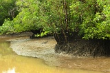 sepilok-mangrove-img_9254