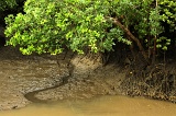 sepilok-mangrove-img_9256