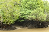 sepilok-mangrove-img_9260