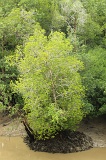 sepilok-mangrove-img_9266