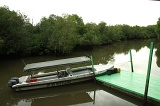 sepilok-mangrove-o_9364