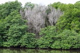 sepilok-mangrove-o_9397