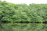 sepilok-mangrove-o_9408