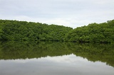sepilok-mangrove-o_9410