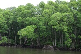 sepilok-mangrove-o_9429