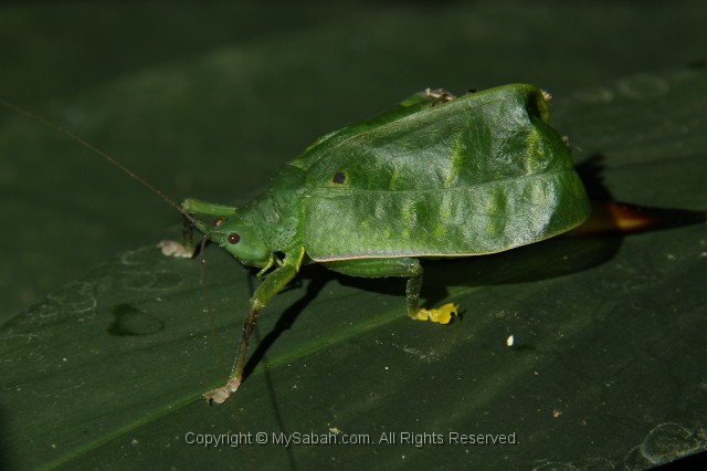 danum-valley-img_6577.jpg