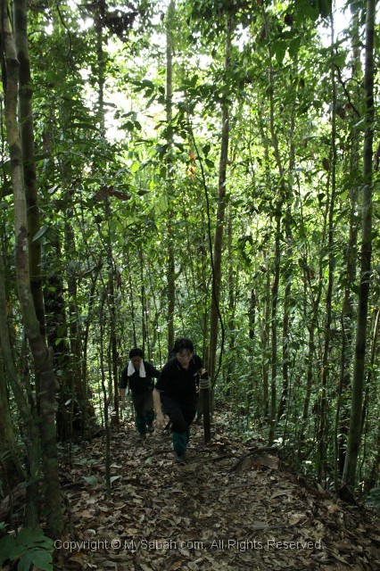 danum-valley-img_6734.jpg