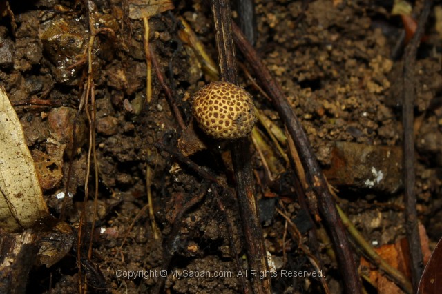 danum-valley-img_6847.jpg