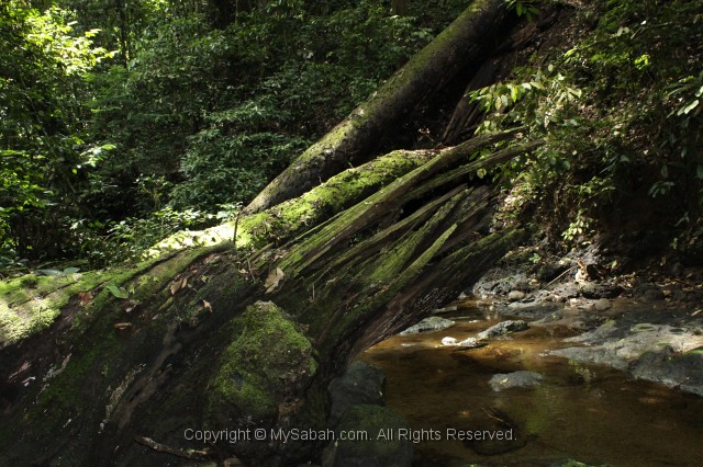 danum-valley-img_6851.jpg