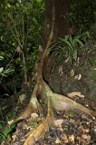 danum-valley-img_6653