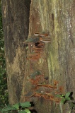 danum-valley-img_6663