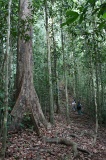 danum-valley-img_6664