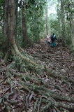 danum-valley-img_6665