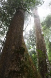 danum-valley-img_6670