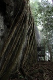 danum-valley-img_6686