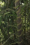 danum-valley-img_6726