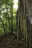 danum-valley-img_6728