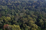 danum-valley-img_6761