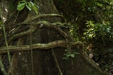 danum-valley-img_6778