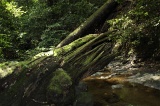 danum-valley-img_6851