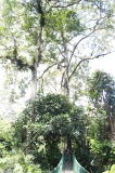 danum-valley-img_6879