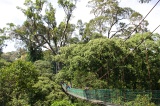 danum-valley-img_6882