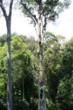 danum-valley-img_6891