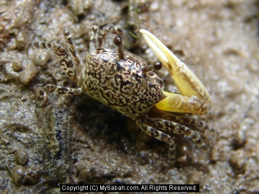 Borneo Fiddler Crabs, Sabah, Malaysia/fiddler-crab-dsc07833