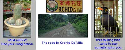 Orchid De Villa