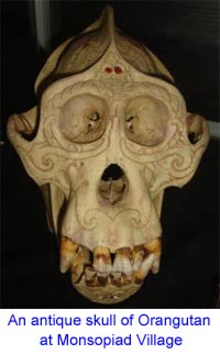 Skull of Orangutan