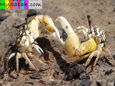 Fiddler Crab